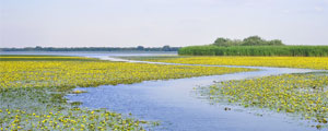 Lake Tisza