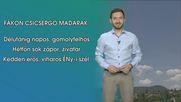 Fákon csicsergő madarak